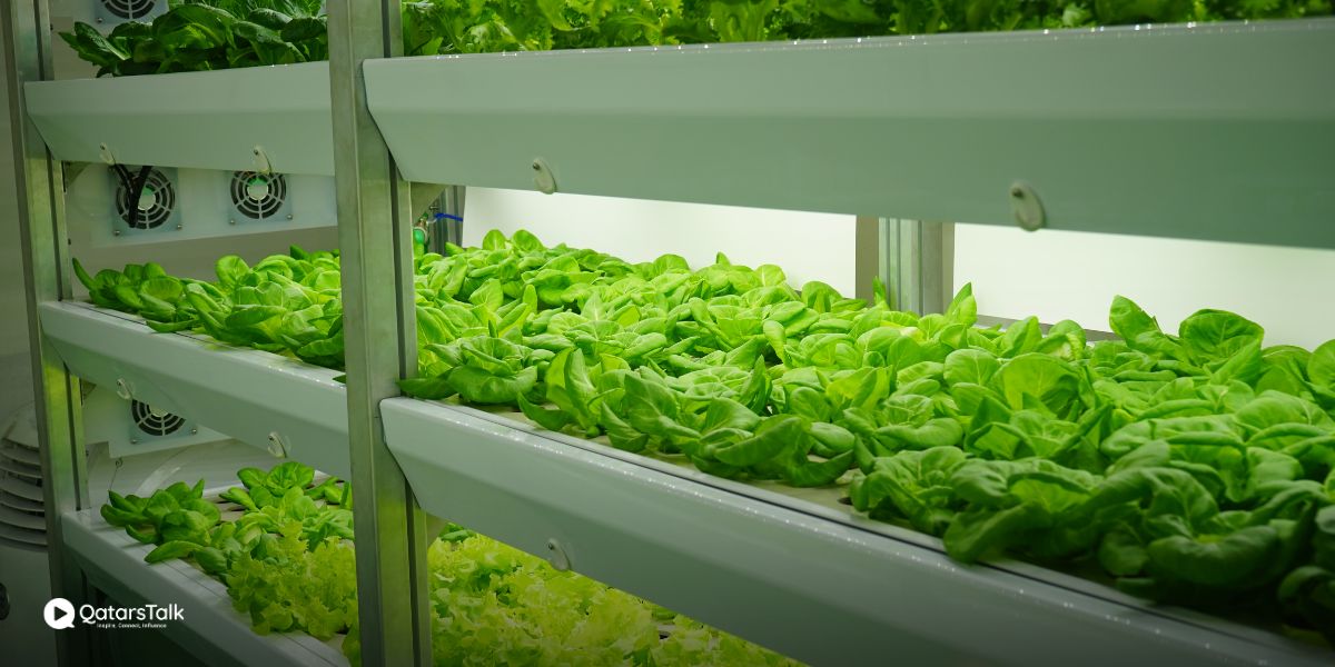 Qatar’s Pioneering Approach to Food Security: Indoor Vertical Farming