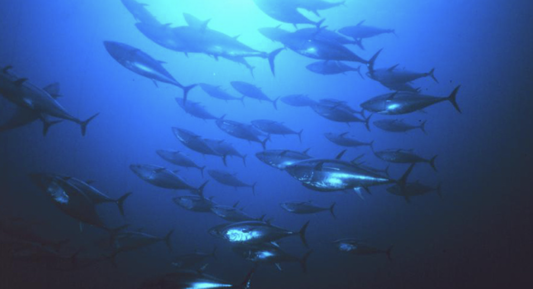 Oman Launches $12 Million Tuna Farming Initiative