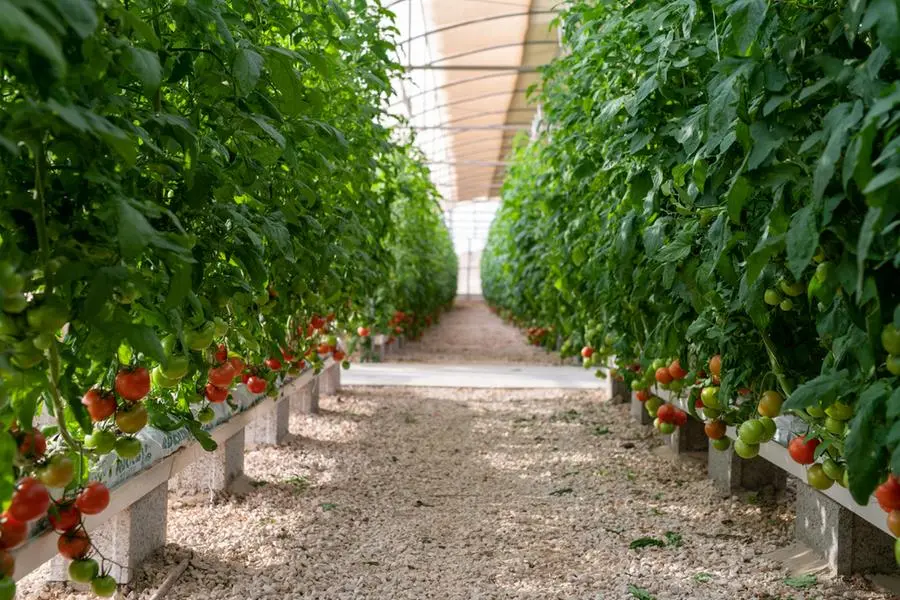 Qatar Aims for 55% Self-Sufficiency in Vegetables by 2030