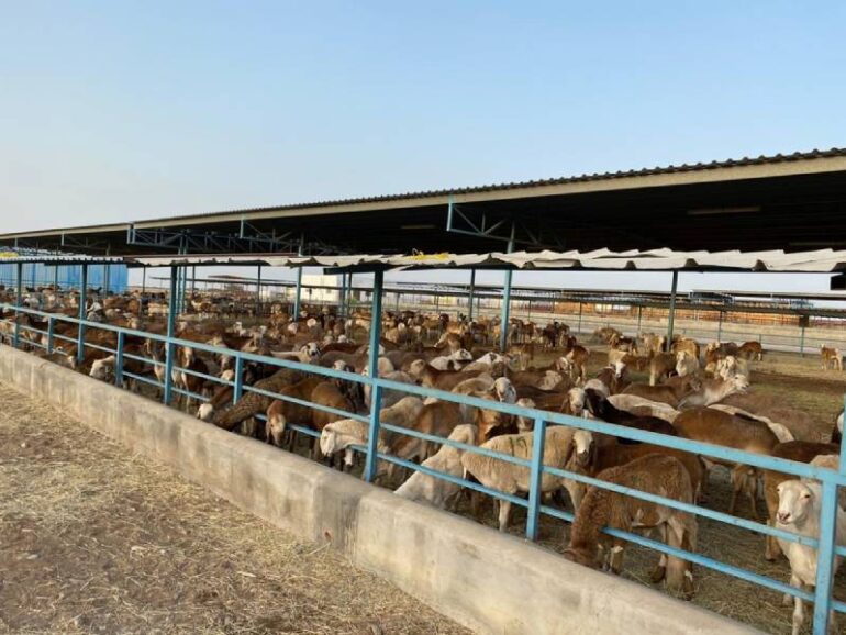 Oman Imports Over 289,000 Livestock to Meet Rising Meat Demand